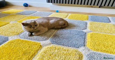 British Shorthair cats - Advert 9