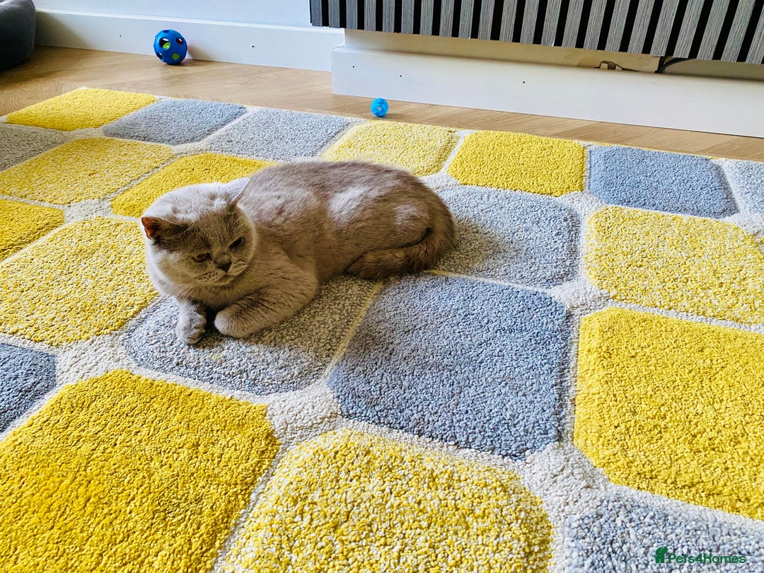 British Shorthair cats for sale: Adult Females and Males for Sale  - Image 3