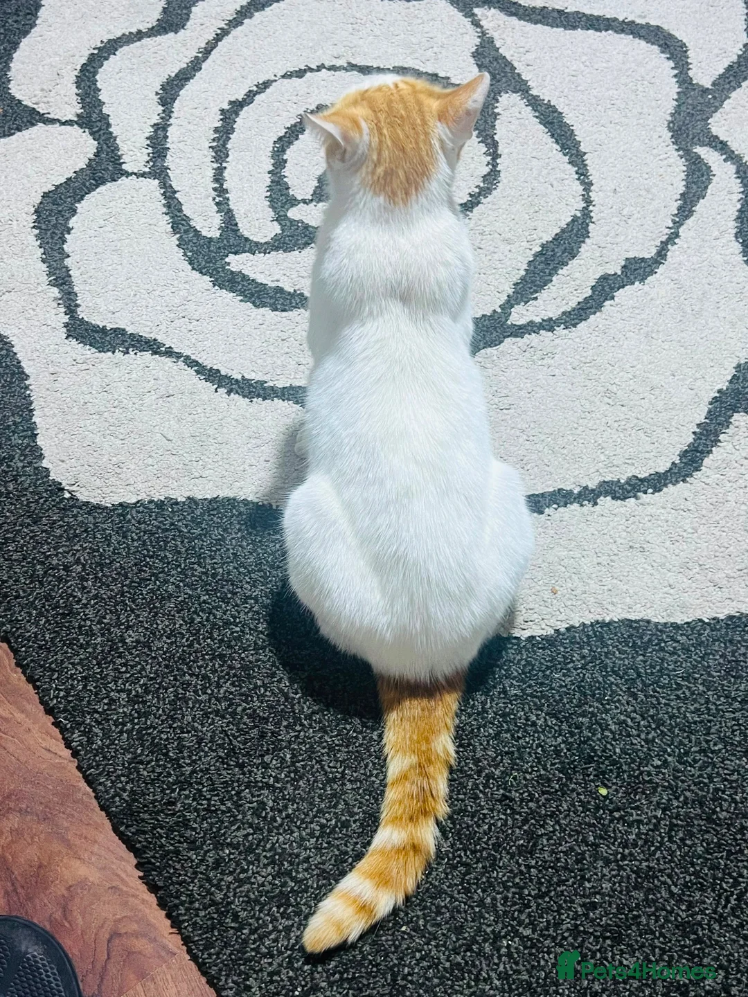 Domestic Shorthair cats for sale: Tommy in Bradford - Advert 6