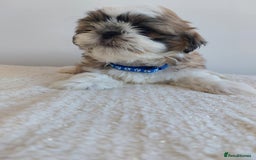 Shih Tzu dogs for sale: Beautiful Shih tzu puppies 🫶🏼 - Image 25