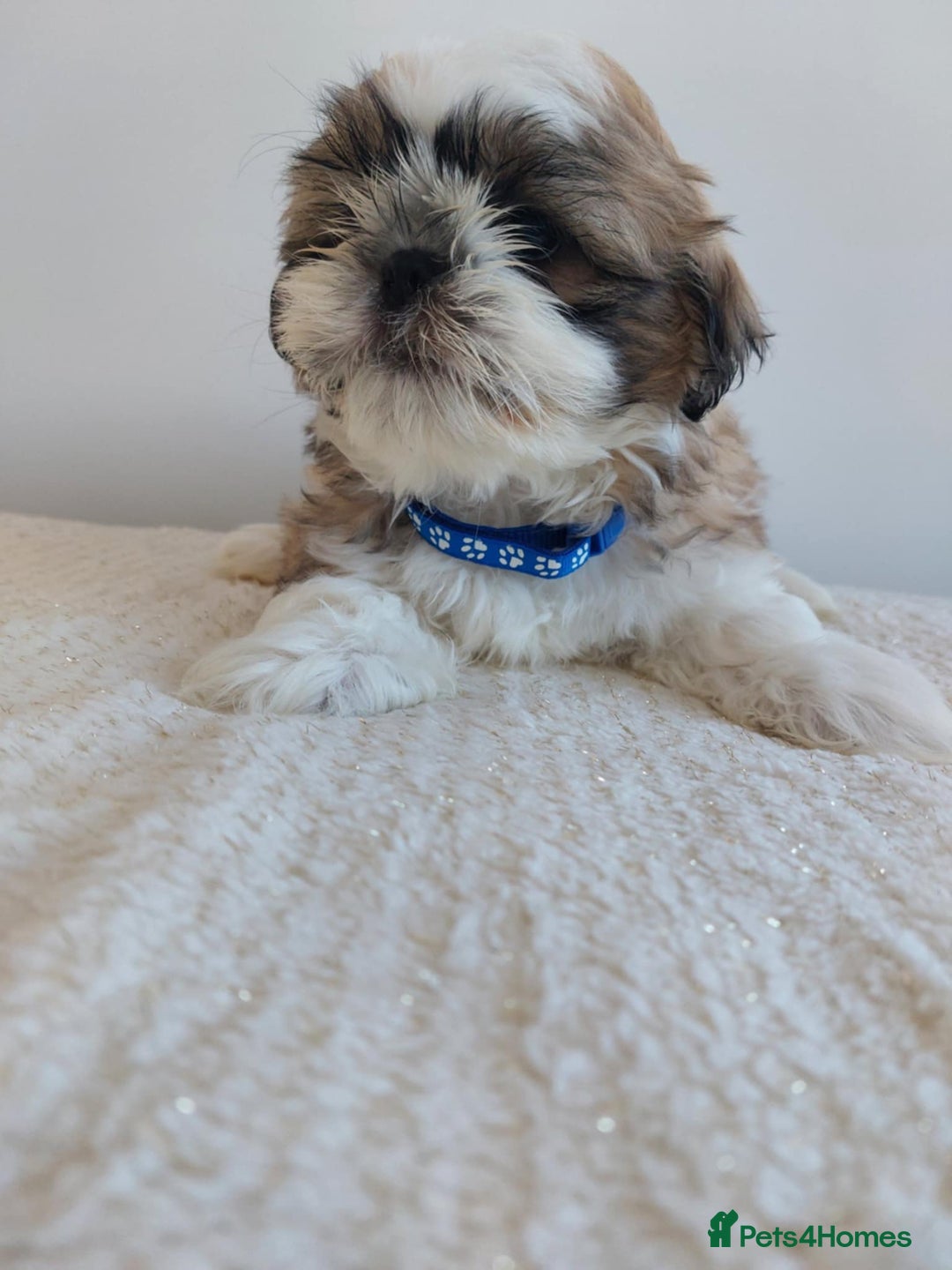 Shih Tzu dogs for sale: Beautiful Shih tzu puppies 🫶🏼 - Image 25