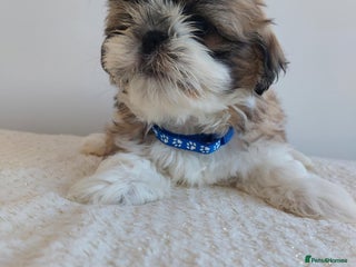 Shih Tzu dogs - Advert 3