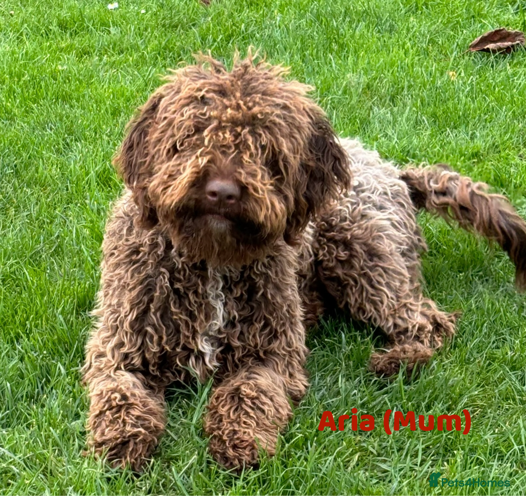 Lagotto Romagnolo dogs for sale: KC Registered Lagotto Puppies (⭐️⭐️⭐️⭐️⭐️ Breeder) - Advert 4