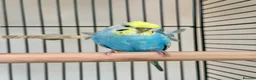 Budgerigars birds for sale: Blue & Coco – Beautiful Budgie Boys in London - Advert 11