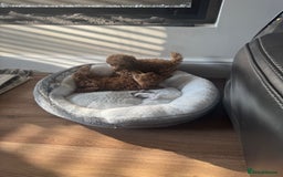 Toy Poodle dogs for sale: Last Toy Poodle girl 🐩 - Image 7