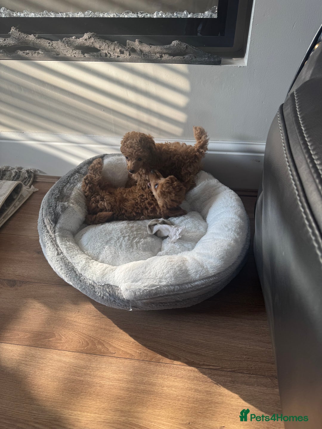 Toy Poodle dogs for sale: Last Toy Poodle girl 🐩 - Image 7