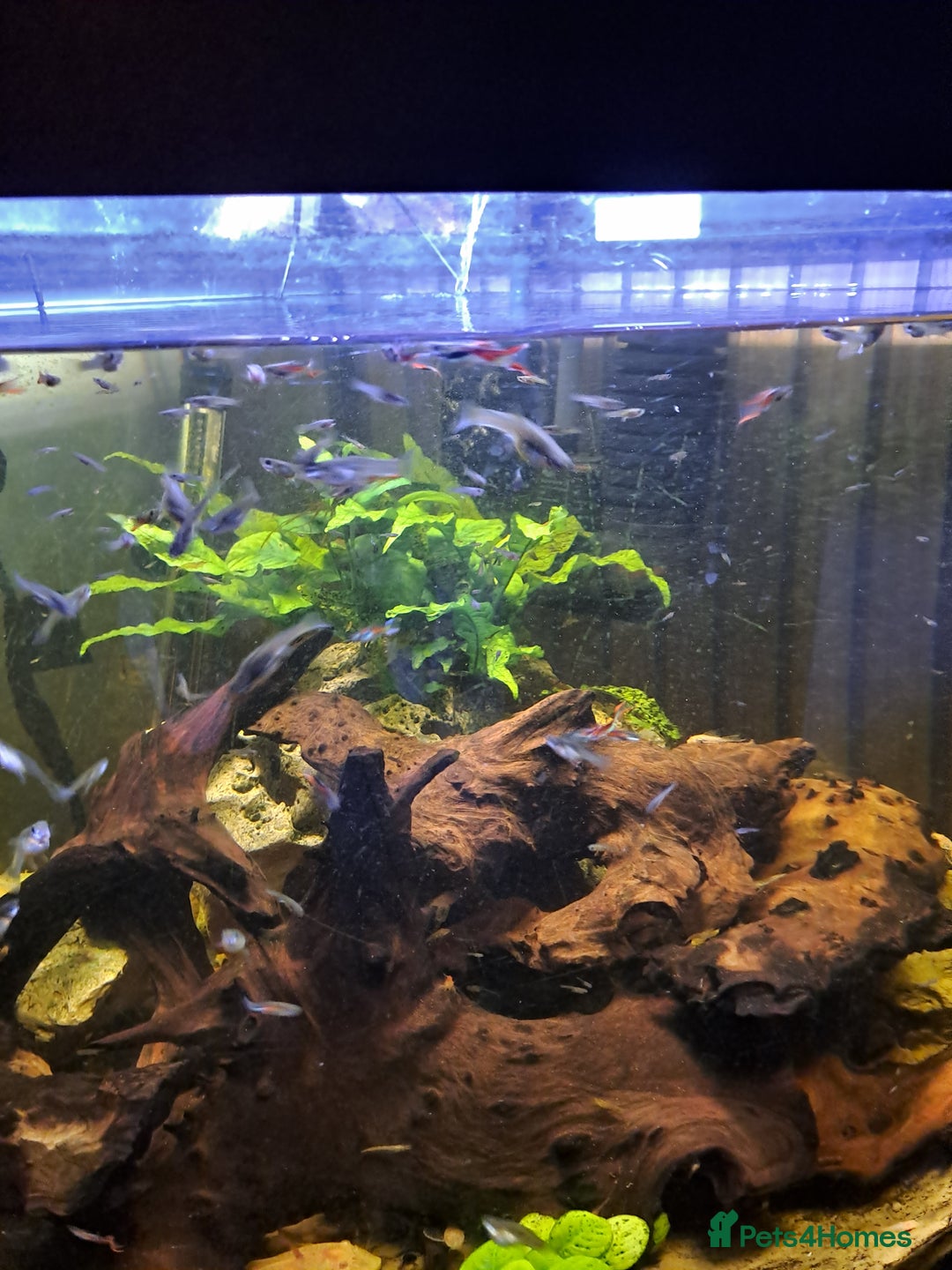 Plecos fish for sale: Endler guppies/Albino plecos - Advert 2