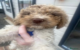 Cockapoo dogs for sale: Cocapoo  - Image 1