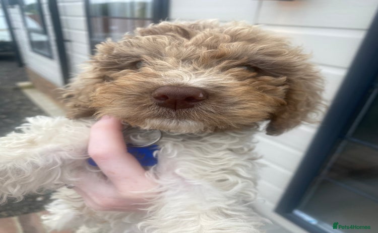 Cockapoo dogs - Advert 1