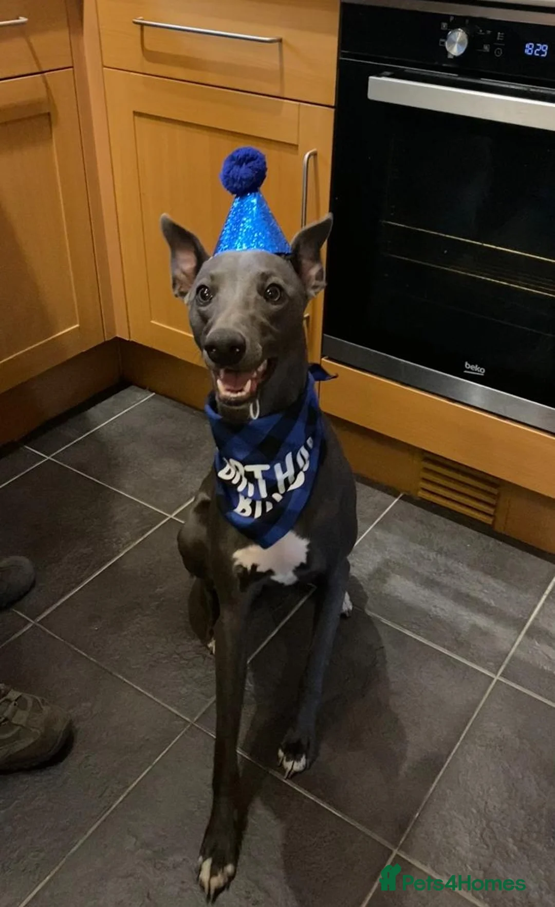 Whippet dogs for stud: KC Registered Blue Whippet for Stud - Advert 9