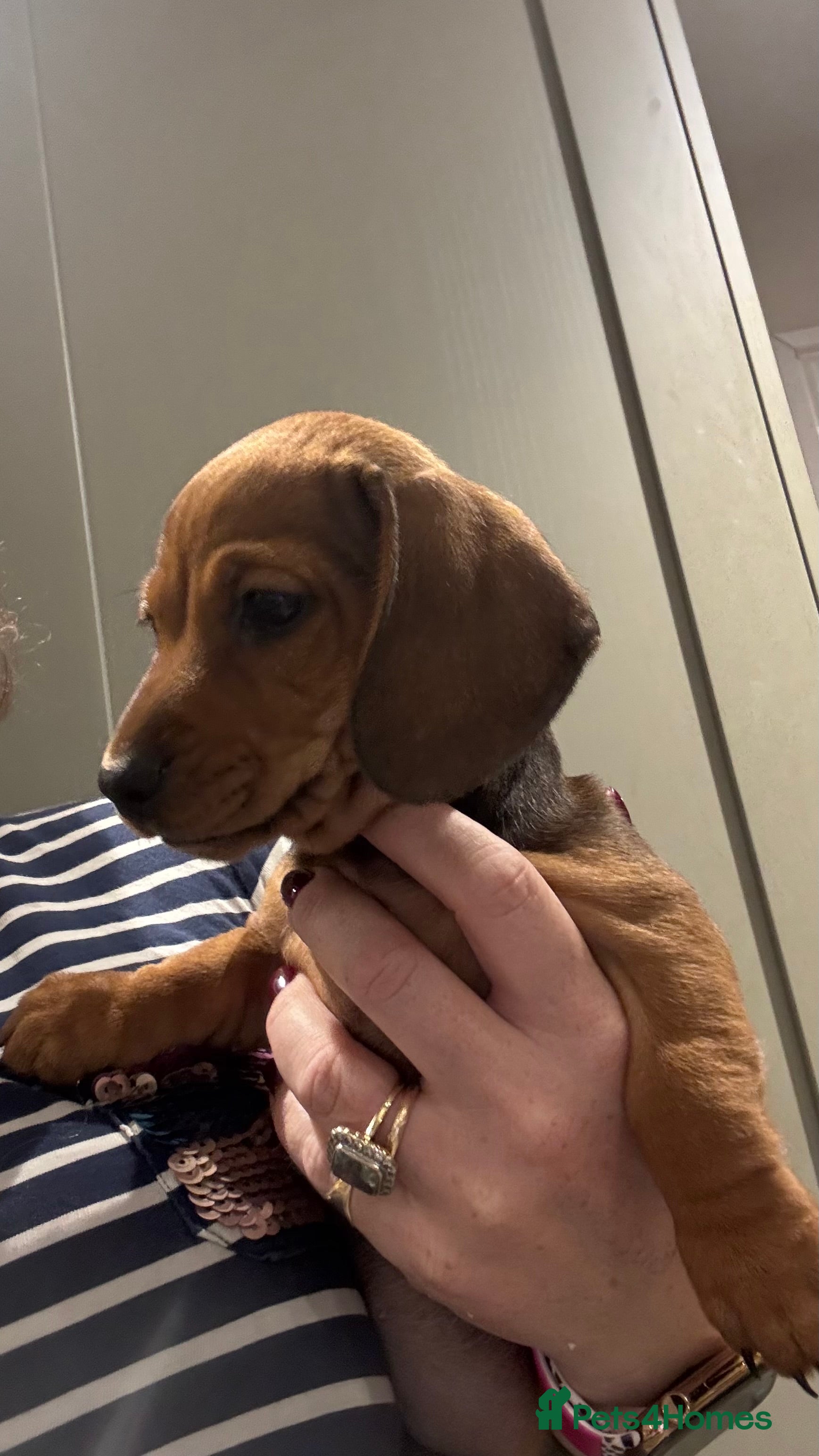 Miniature Dachshund dogs for sale: KC Registered miniature dachshund puppies  - Advert 2