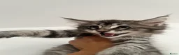 Maine Coon cats for sale: Maine coon kittens for sale - Advert 10