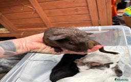 Guinea Pig rodents for sale: 6/7 week old male guinea pigs - Image 3