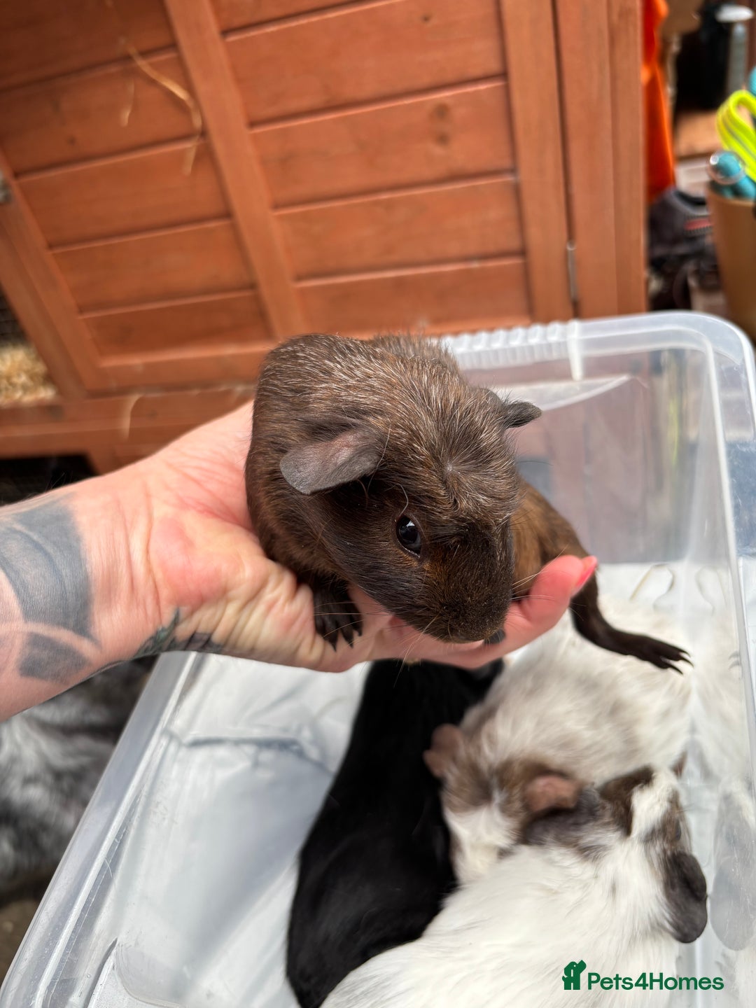 Guinea Pig rodents for sale: 6/7 week old male guinea pigs - Image 3