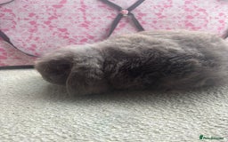 Mini Lop rabbits for sale: Pure bred Mini Lops - Image 12