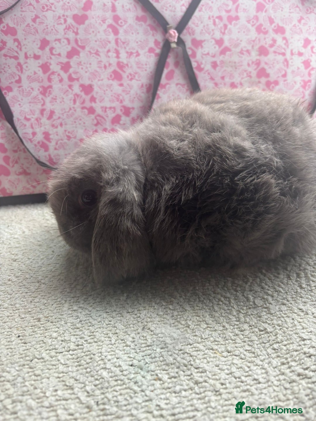 Mini Lop rabbits for sale: Pure bred Mini Lops - Image 12