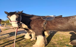 Shire horses for sale: Black shire mare - Advert 3