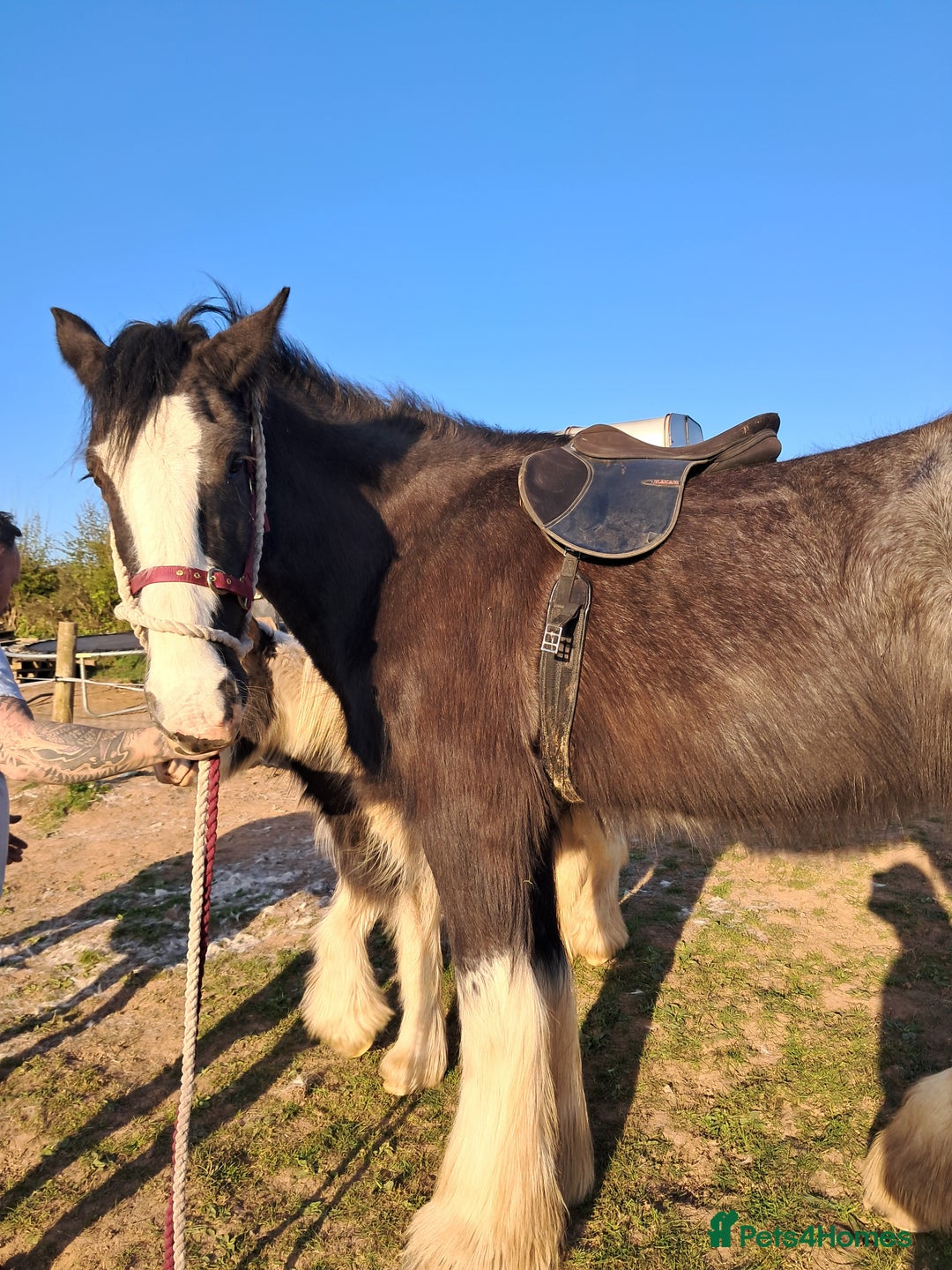 Shire horses for sale: Black shire mare - Advert 3