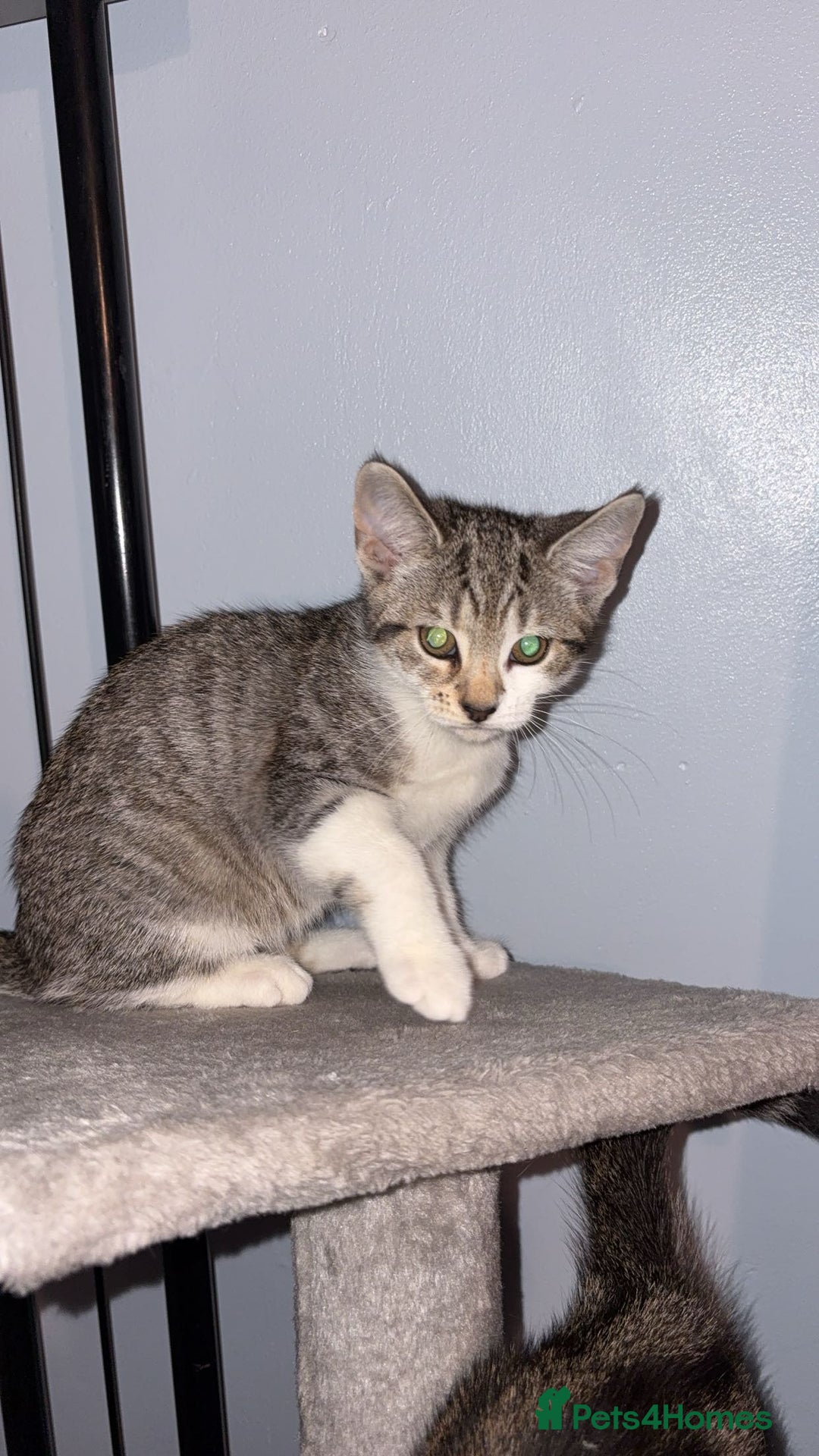 Mixed Breed cats for sale: Beautiful kittens awaiting their forever homes ❤️ - Advert 3