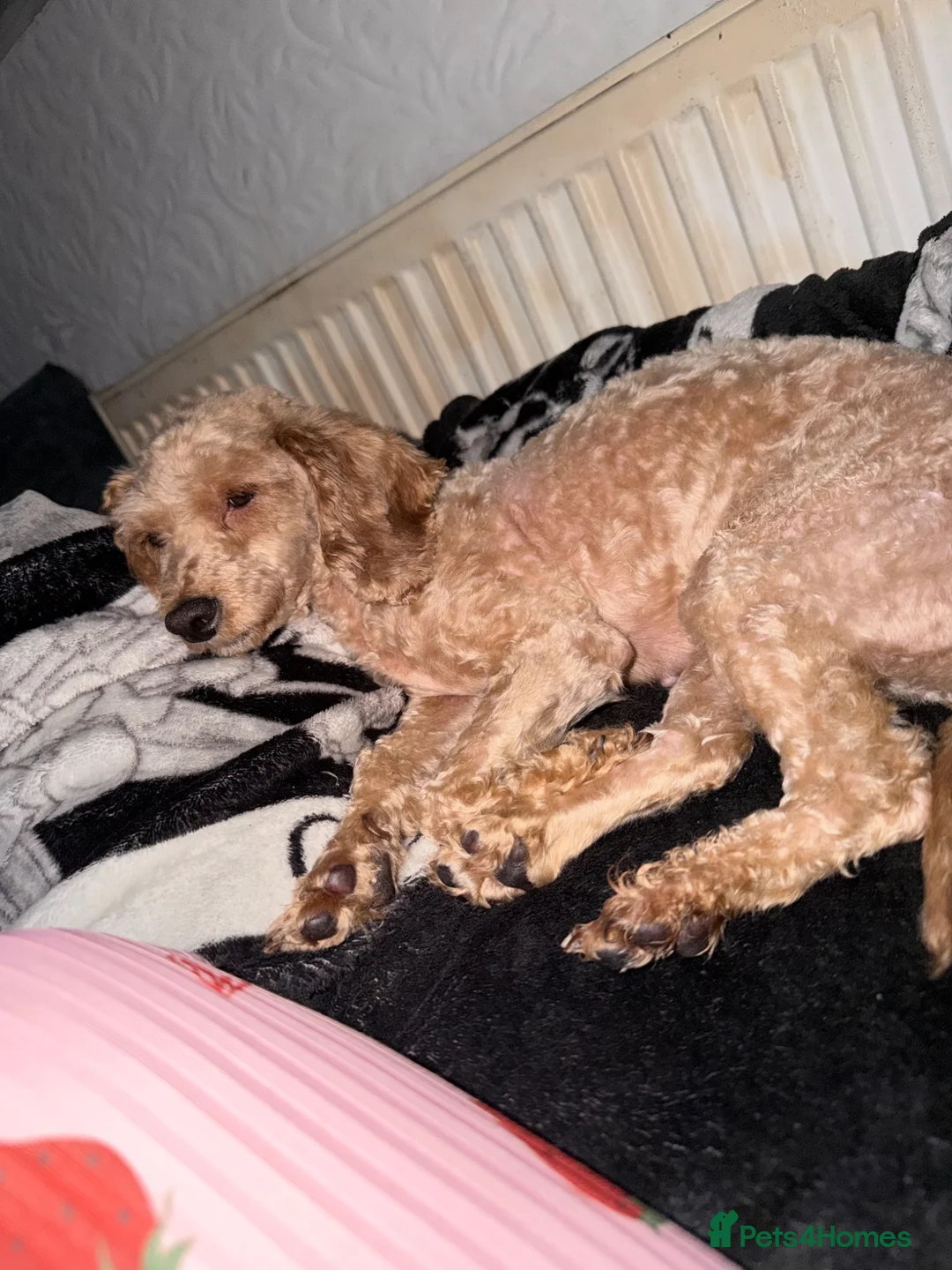 Cavapoo dogs for sale: Adult female Cavapoo  - Advert 2