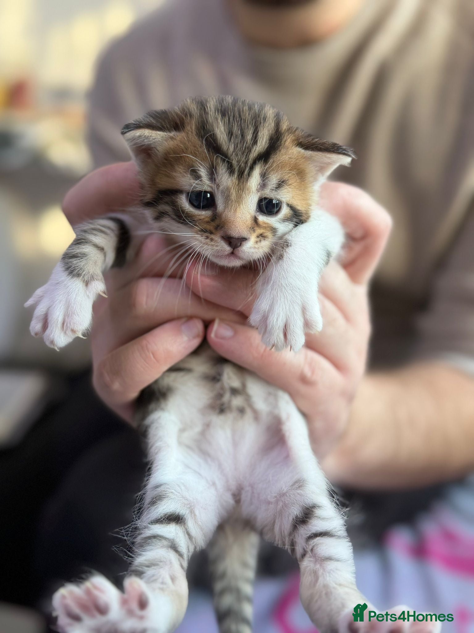 Domestic Shorthair cats Adorable Kittens Looking for Loving Homes! - Advert 5