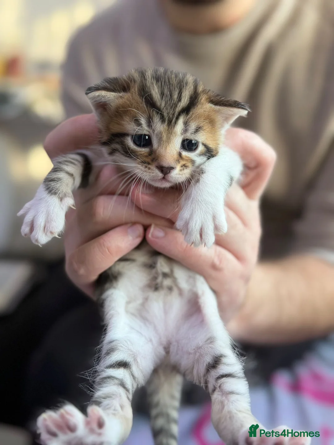 Domestic Shorthair cats for sale: Adorable Kittens Looking for Loving Homes! in Hounslow - Advert 2