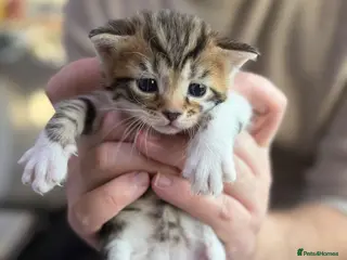 Domestic Shorthair cats Adorable Kittens Looking for Loving Homes! - Advert 5