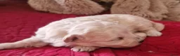 Pomapoo dogs for sale: ☆☆UNIQUE / VERY RARE ☆ 2 FEMALE MICRO BABY BEARS in Bristol - Advert 7