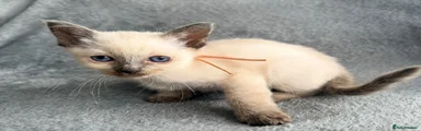 Ragdoll 5