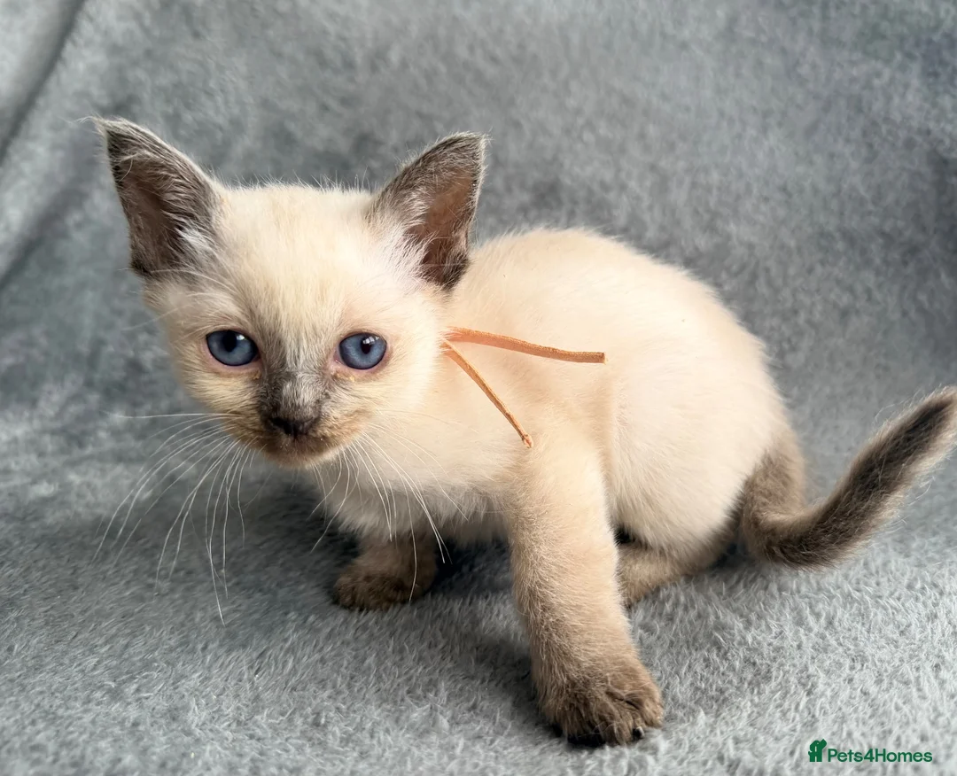 Ragdoll cats for sale: Beautiful ragdoll kittens ready now - Advert 17