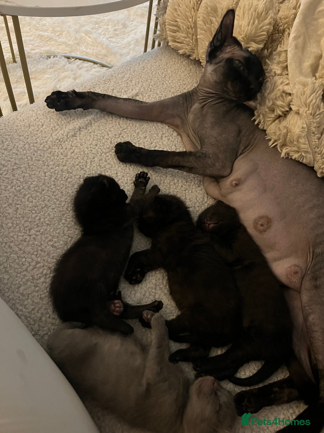 Sphynx cats for sale: Sphynx elf X kittens 🧝‍♀️🧝‍♂️ - Advert 2