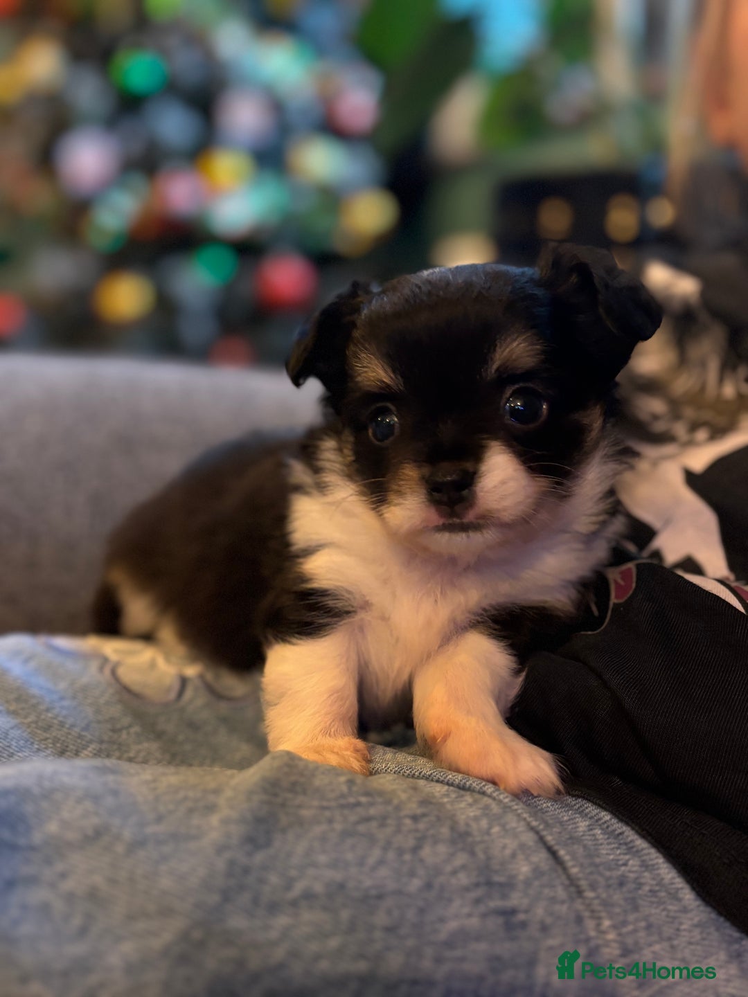 Chihuahua dogs for sale: Beautiful little chihuahua girl - Advert 1