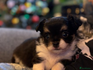 Chihuahua dogs for sale: Beautiful little chihuahua girl - Advert 1