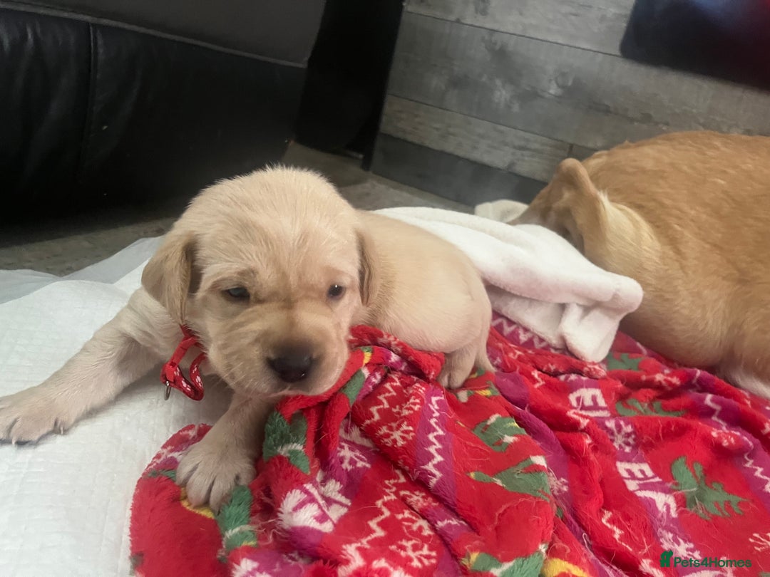 Labrador Retriever dogs for sale: Labrador puppies  - Image 11
