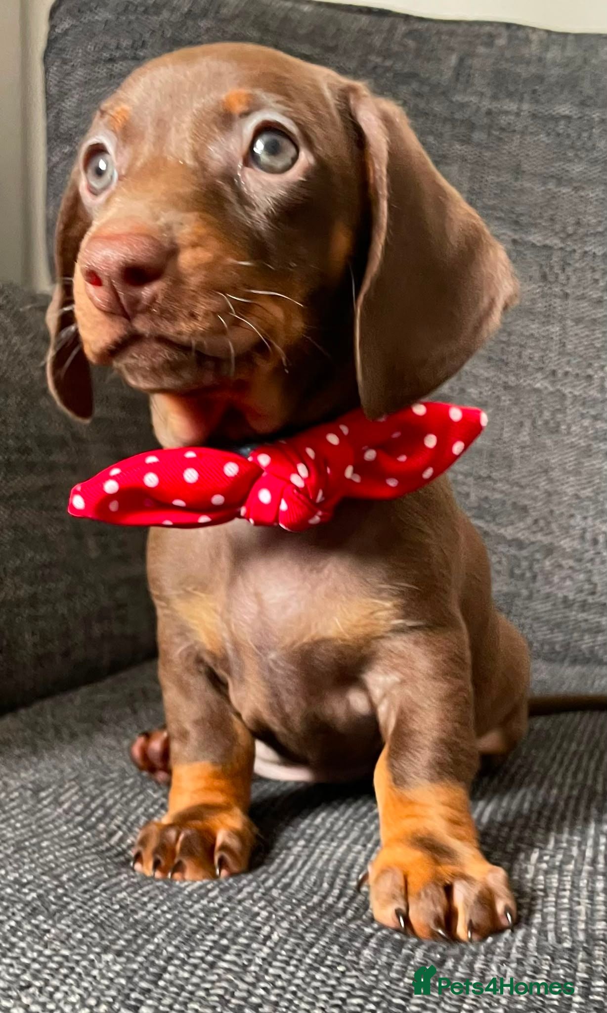 Dachshund dogs Gorgeous litter of dachshunds - Advert 15