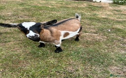 Goats livestock for sale: Pair of Pygmy Nanny’s  - Image 5