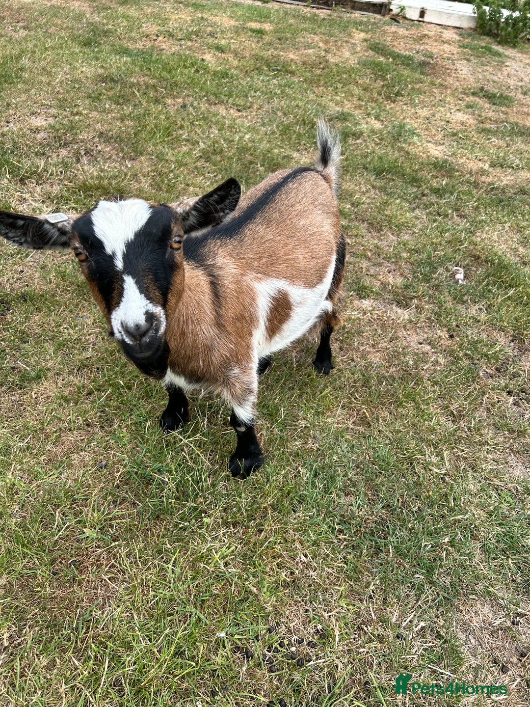 Goats livestock for sale: Pair of Pygmy Nanny’s  - Image 5