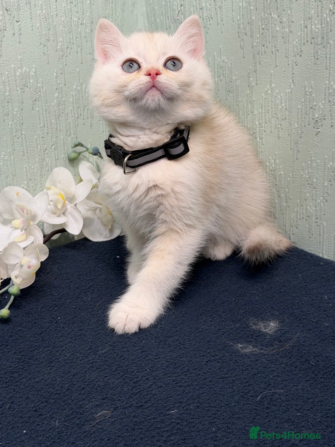 British Shorthair cats for sale: British Sh kittens golden GCCF registered  - Advert 10