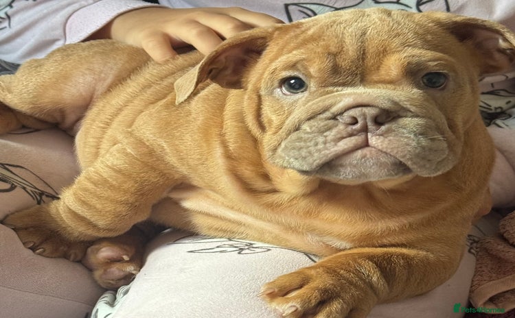 English Bulldog dogs - Advert 3