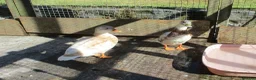 Ducks poultry for sale: Various Call Ducks - Advert 4