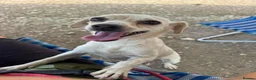 Mixed Breed dogs for adoption: Sweet Luba is looking for her forever after - Advert 2