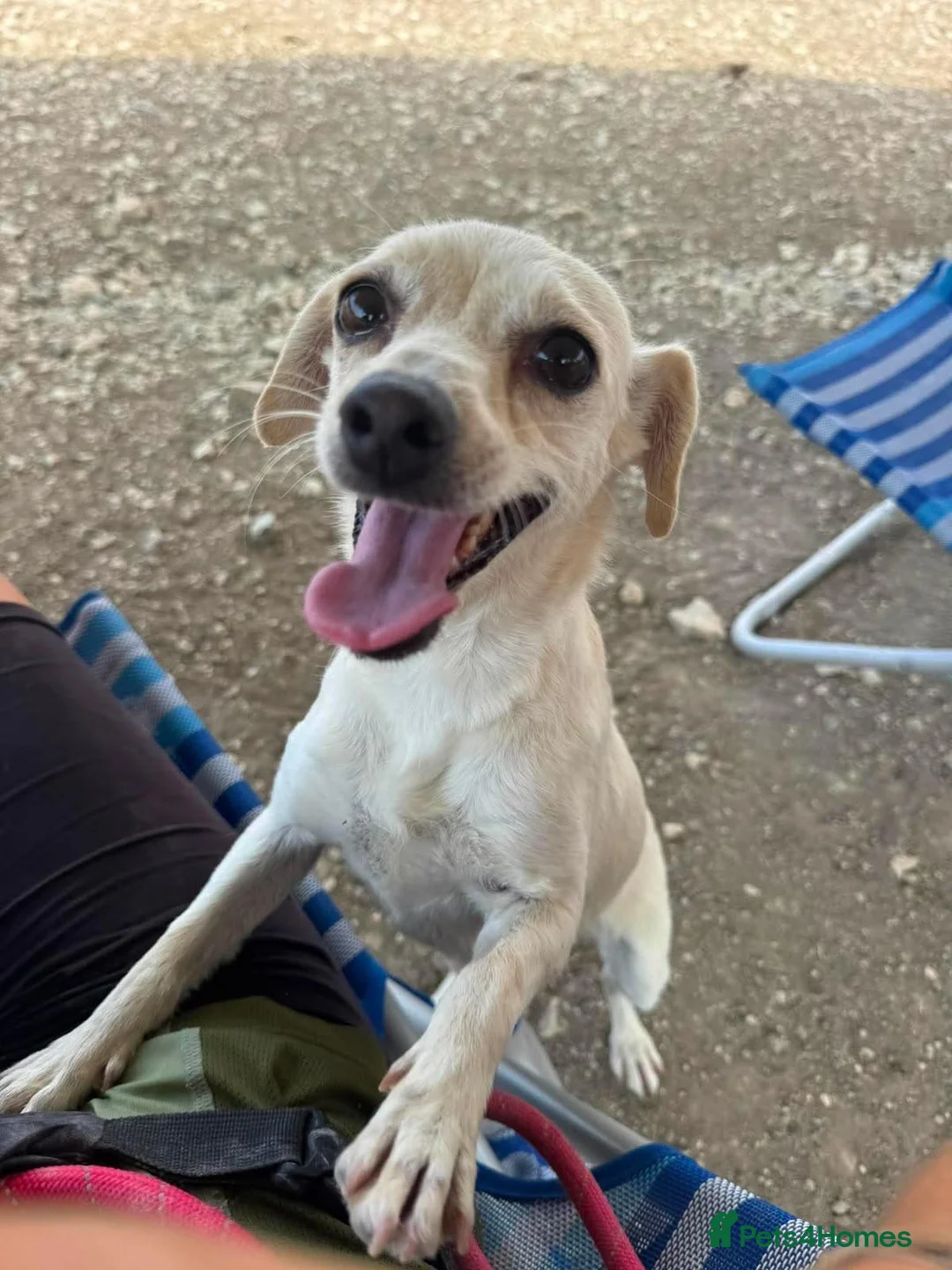Mixed Breed dogs for adoption: Sweet Luba is looking for her forever after - Advert 2