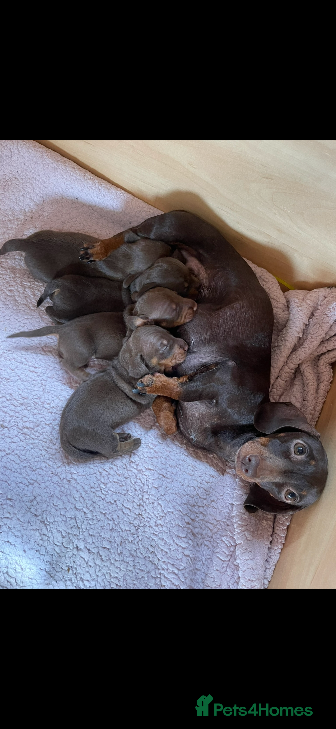 Miniature Dachshund dogs for sale: 3 miniature dachshund boys left for sale - Image 8