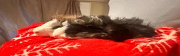 Guinea Pig rodents for sale: Pair of male guinea pigs 6 months and 9 weeks old - Advert 6