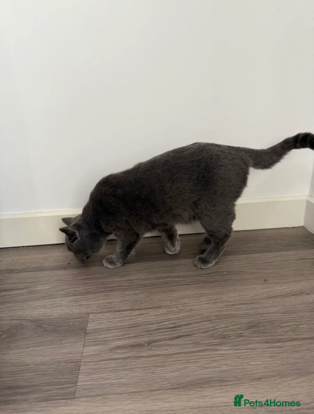 British Shorthair cats for sale: Gccf male  - Advert 6