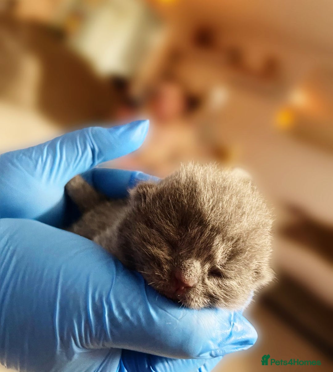 British Shorthair cats for sale:  Gccf British shorthair kittens champion lines 🏆 - Image 17