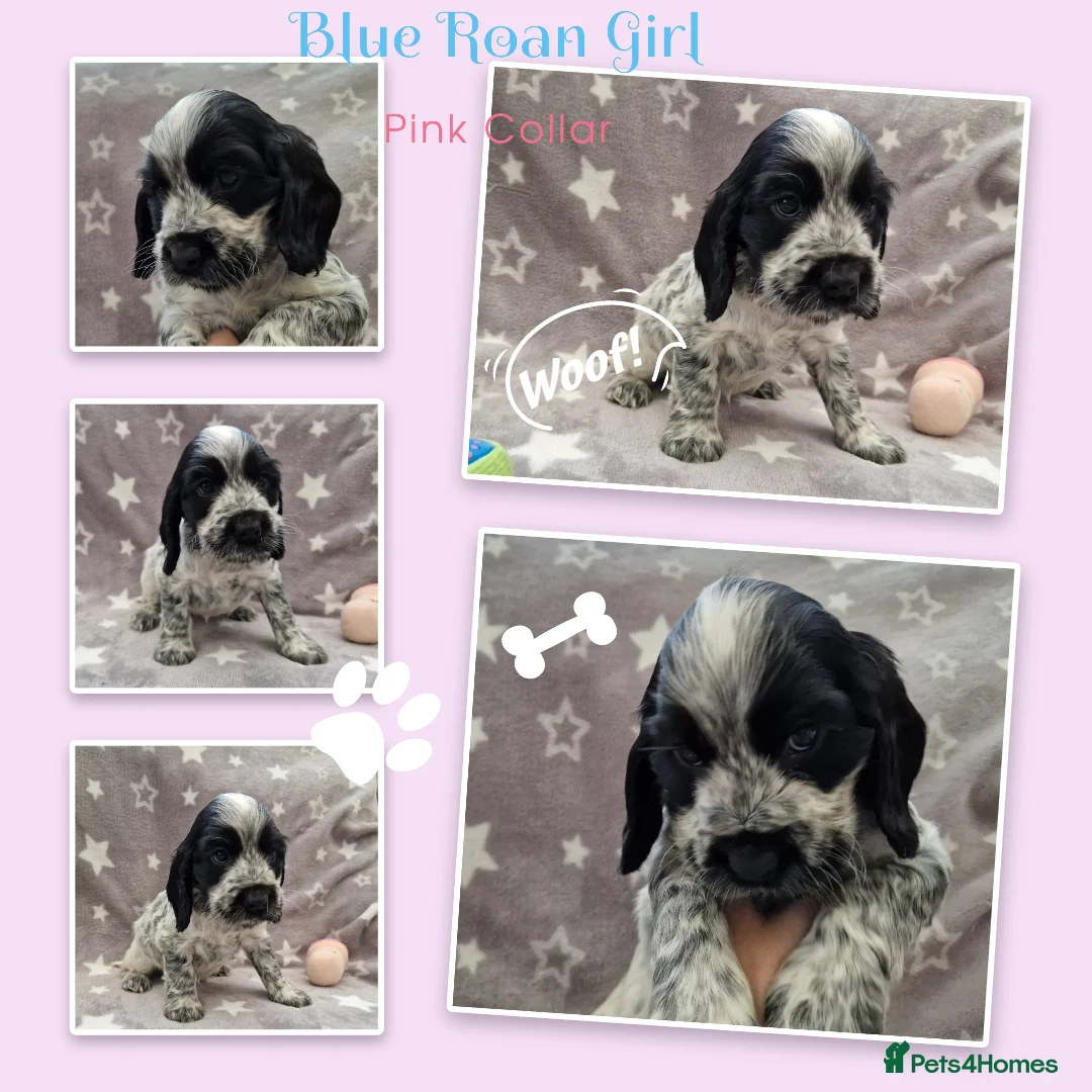 Cocker Spaniel dogs for sale: Pedigree English Cocker Spaniel Puppies for sale - Advert 3