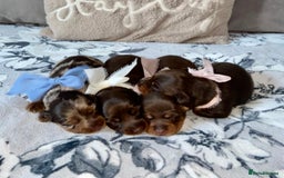 Miniature Dachshund dogs for sale: KC Championship line miniature dachshunds  - Image 4