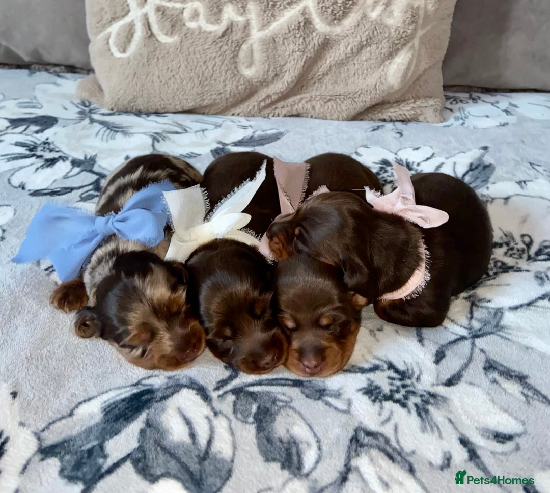 Miniature Dachshund dogs for sale: KC Championship line miniature dachshunds  - Image 4