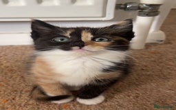 Domestic Shorthair cats for sale: 2 Ginger males 2 calico female 1 tabby female - Image 4